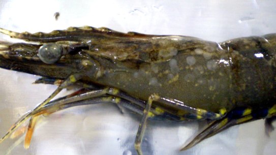 The disease appears as white spots on the prawn's body.