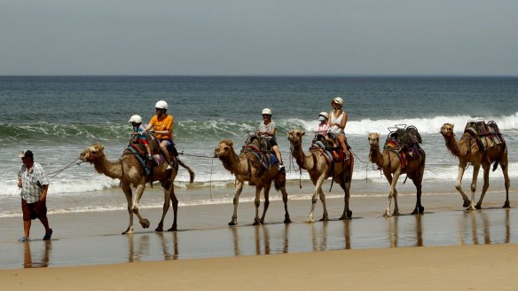 Camel Rides at Birubi Beach.