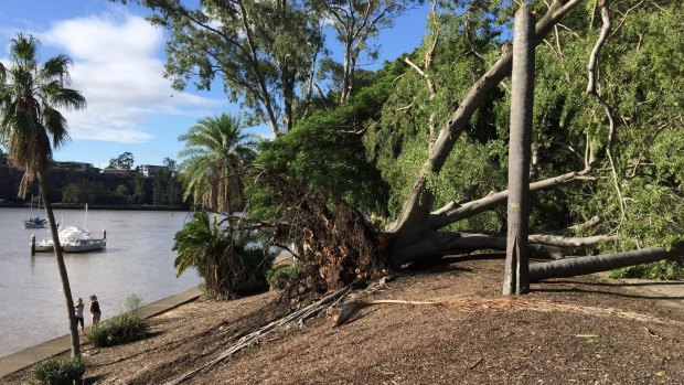 Trees fell at Brisbane's City Botanic Gardens during storms.