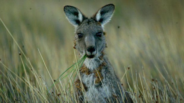 A kangaroo (not the one pictured) has avoided police capture in he English countryside.