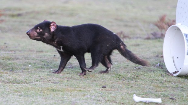 Tasmanian devils have been threatened by contagious cancer. Here, an immunised devil is released into the wild.