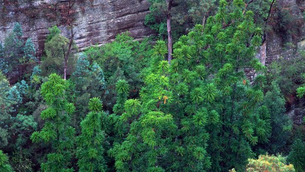 An aerial view of the original site of Wollemi pines showing mature trees up to 40 metres tall.