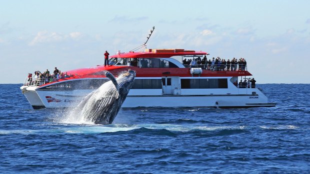 Whale Watching Captain Cook Cruises.