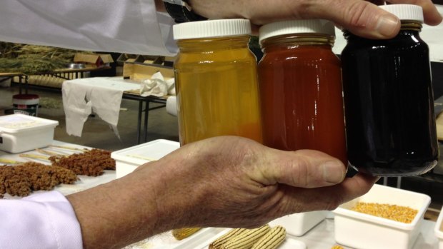 Samples of honey from Australian leptospermum, or manuka, bushes being tested.