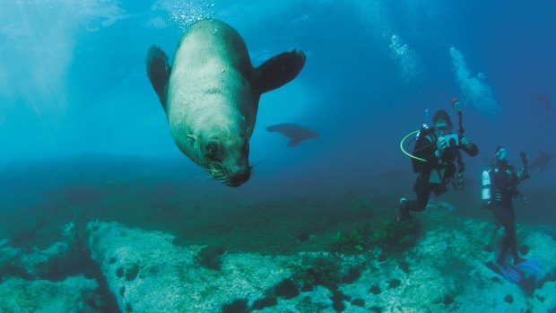 Diving with seals at Montague Island.