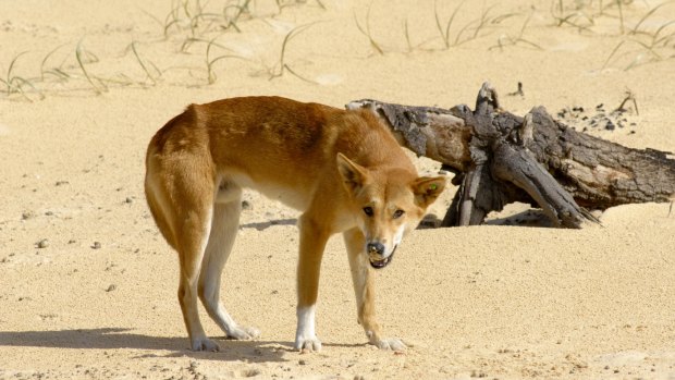 The dingo has an essential role in suppressing feral cat populations.