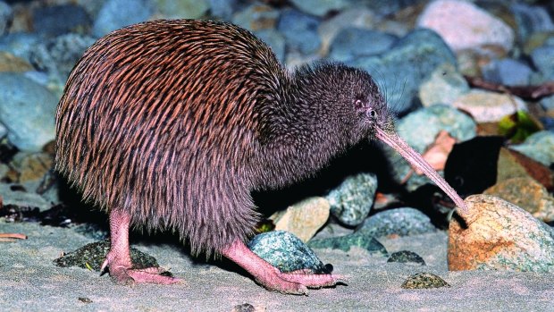 Kiwi-spotting, Stewart Island.