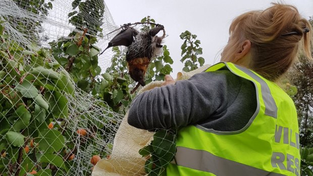 A wildlife rescuer with a grey-headed flying fox tangled in a suburban fruit tree.