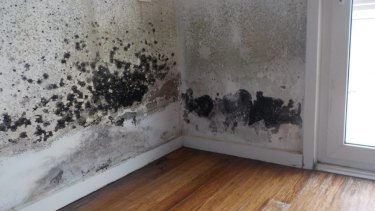An infestation of black mould in one of the apartments.