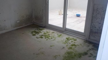 Mould growing on the walls and carpet of one of the units.