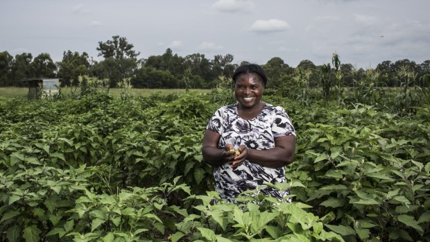 Wemoy Koholo grows sweet potato for its leaves at Mamre House farm.