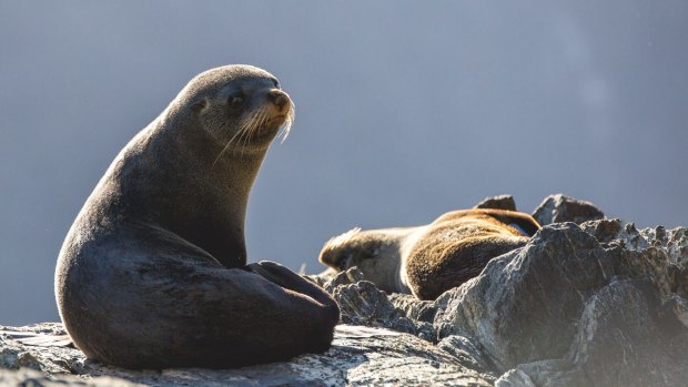 Seal life in Milford Sound