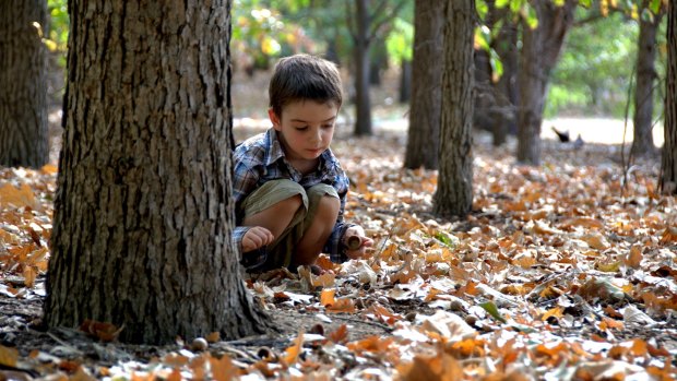 Marta Yebra captured her son, Luca Darrido, as he scoured the fallen leaves for bugs and nuts. 