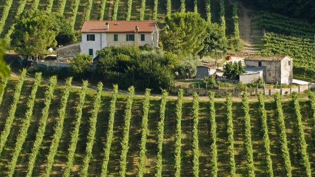 Italian and other Mediterranean vineyards may hold the secret to bringing Queensland wines to the world stage.