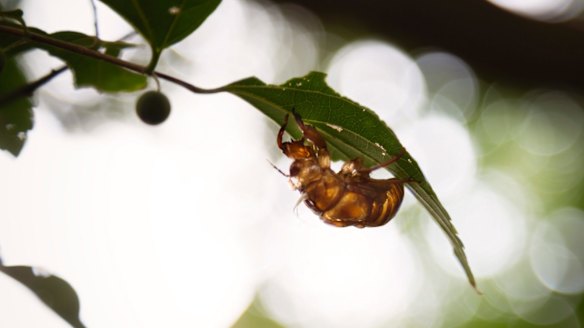 A cicada shell in a park outside a huge government apartment complex - known as danchi -
 in Tokiwadaira, Japan in August. 