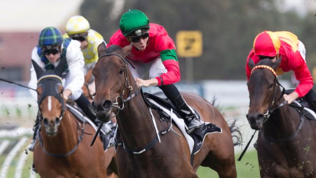 Tough runner: Daysee Doom takes out the Golden Pendant at Rosehill.