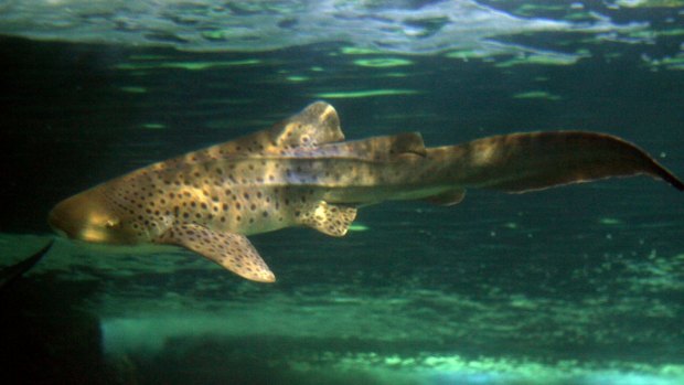 A leopard shark has laid eggs after being artificially inseminated at Mooloolaba.