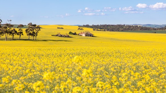 Clare Valley in Spring.