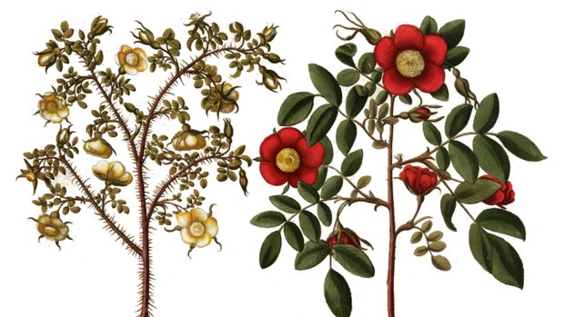 Rosa species by Basilius Besler. Roses spring up more than 100 times in Shakespeare's plays.