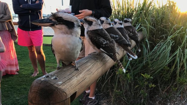 The kookaburras only laughed when Harry tried to join their flock.