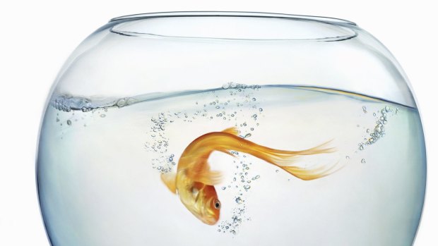 Not so forgetful: the memory of a goldfish lasts longer than 3 seconds.