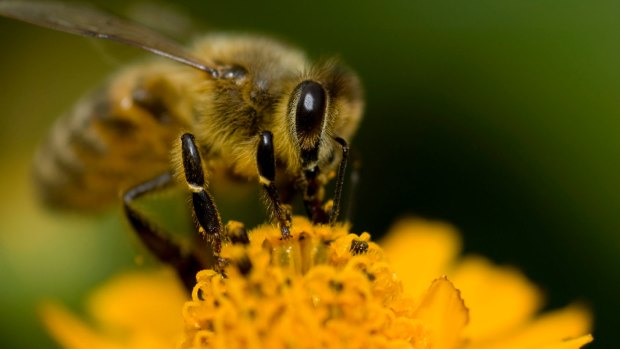 400 bee or honey thefts were reported in the six months to January.