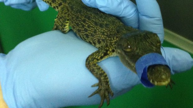 The crocodile found in the boot of a Hervey Bay man at Brisbane Airport.