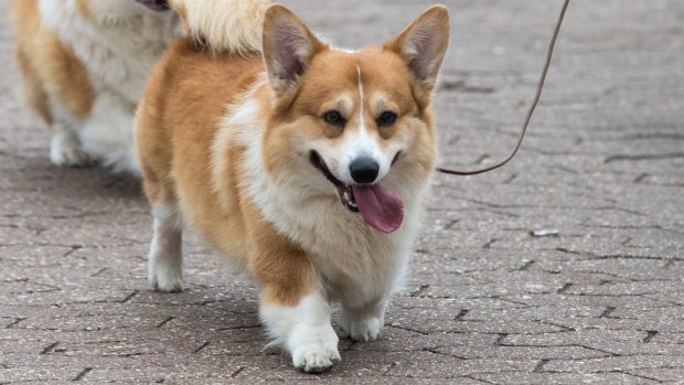 Jeffrey Sill, 70, believes the $22.50 fee for owning Eckles the Corgi is unconstitutional.