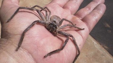 Wa Researcher Reveals Huntsman Spiders Family Ties