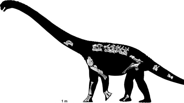 A skeletal reconstruction of the new dinosaur, based on the fossils found. 