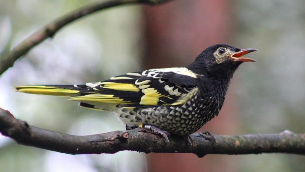 About a third of NSW's bird species, including the regent honeyeater, are endangered and offsets may not be able to halt the decline.