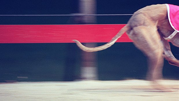 The Canberra Liberals have urged the ACT government to publicly release a report detailing transition options for the greyhound industry.