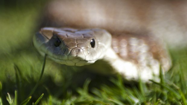 The elderly man is the third person to be bitten by a snake in as many days.