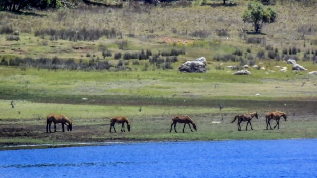 Wild horses at Tantangara Dam.