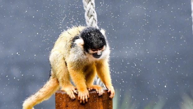Squirrel monkey Ayaka shakes off the rain.