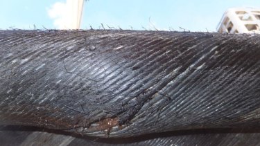 The tear in the 12-centimetre-thick Basslink cable that sent Tasmania into an electricity emergency.