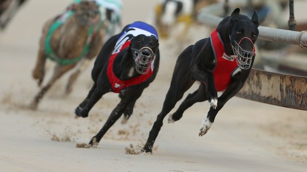 End of the race: With greyhound racing to shut down in NSW, what's to become of Wentworth Park?