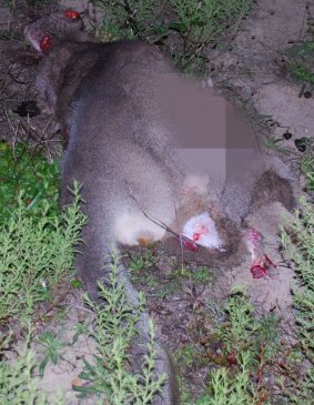The dumped body of one of the dead kangaroos which had its leg cut off.