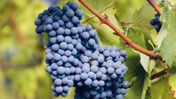 Piedmont's famous red grape, nebbiolo. 