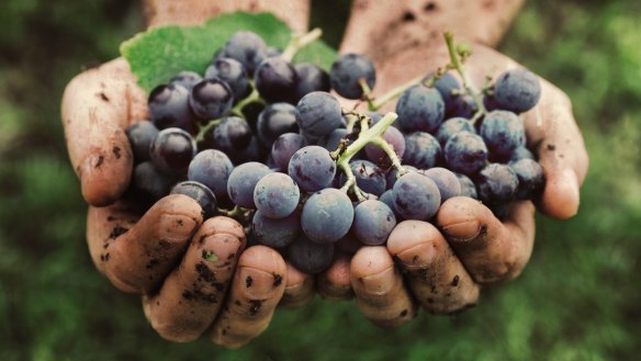 "I want to drink wine made by small producers who work the fields." A farmer's hands with freshly harvested black grapes.