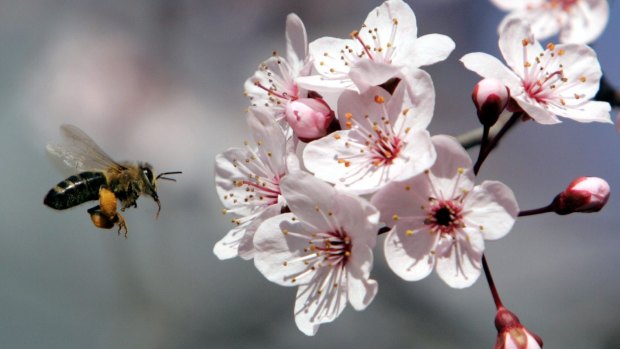 Sticky situation: Australia and New Zealand honey producers are battling over where 'genuine' manuka honey is produced.