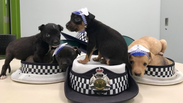 Four of the rescued puppies pose for a photo.
