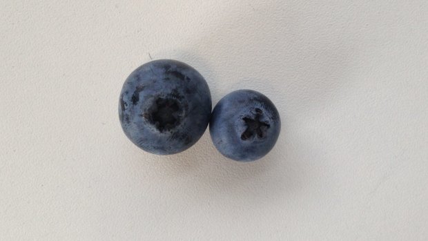 A 125 gram punnet containing 96 blueberries set us back $3.50. A 5c piece will get you close to 2 blueberries, which each cost 3.6c.