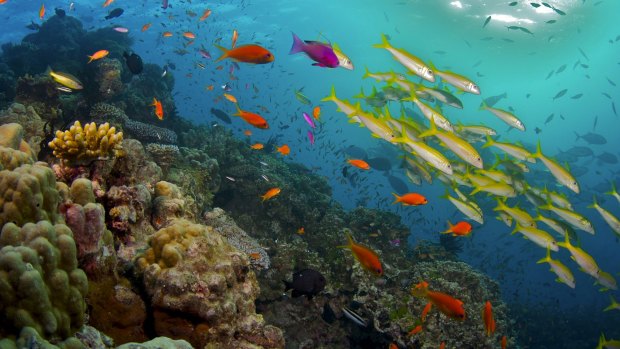A shipping company has been fined for releasing food waste into the Great Barrier Reef.
