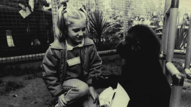 Mzuri plays with his visitor Carla Philpott, 6, at Melbourne Zoo on June 4, 1986.