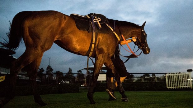 Comeback delayed: Winx after track work at Rosehill Gardens in Sydney this week.