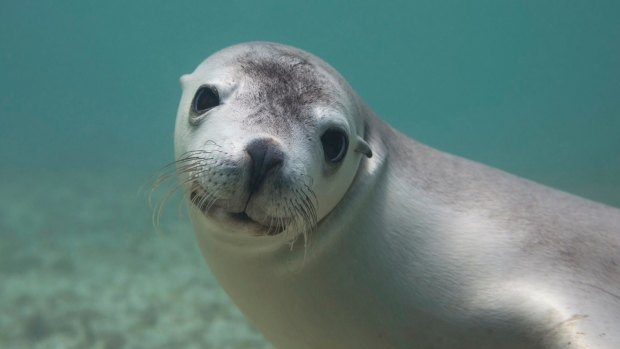 'Swimming with sea lions is like falling in love.'