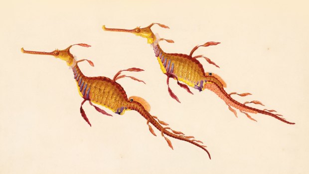 Weedy or common seadragon (Phyllopteryx taeniolatus), watercolour by Ferdinand Bauer, from his drawing of a specimen caught in King George Sound, Western Australia, December 1801.