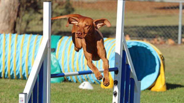 More than 2500 dogs are headed to Canberra for the Dog Shows and Dog Sports Extravaganza this weekend.