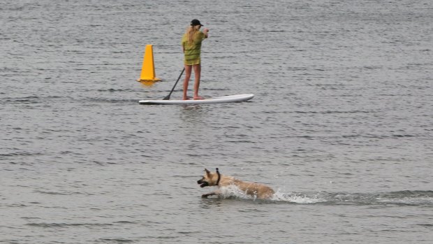 A paddle border and a dog enjoy themselves in the lake a few hours later, oblivious to the danger that the shark.might pose.